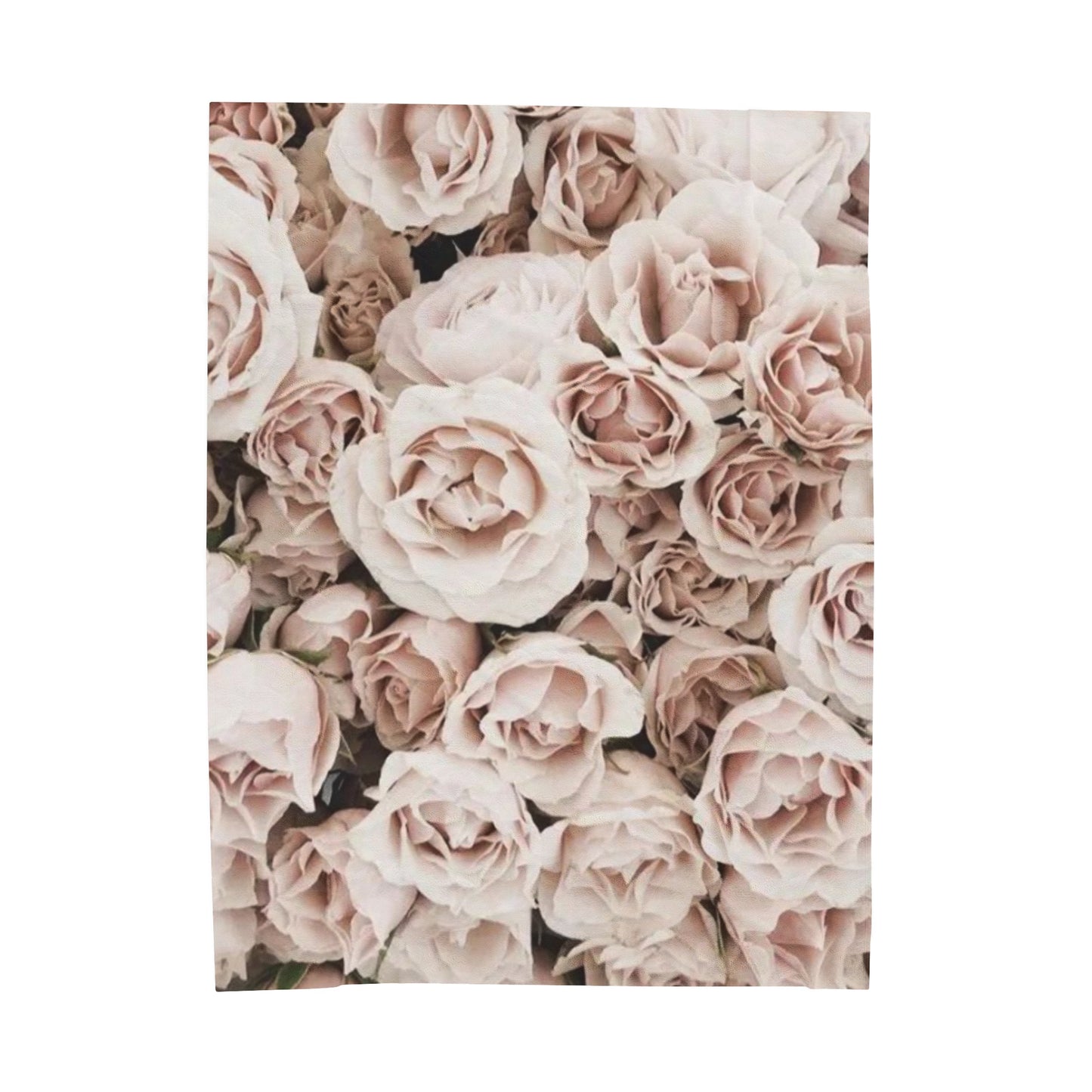Light Pink Roses Blanket